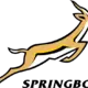 Springbok